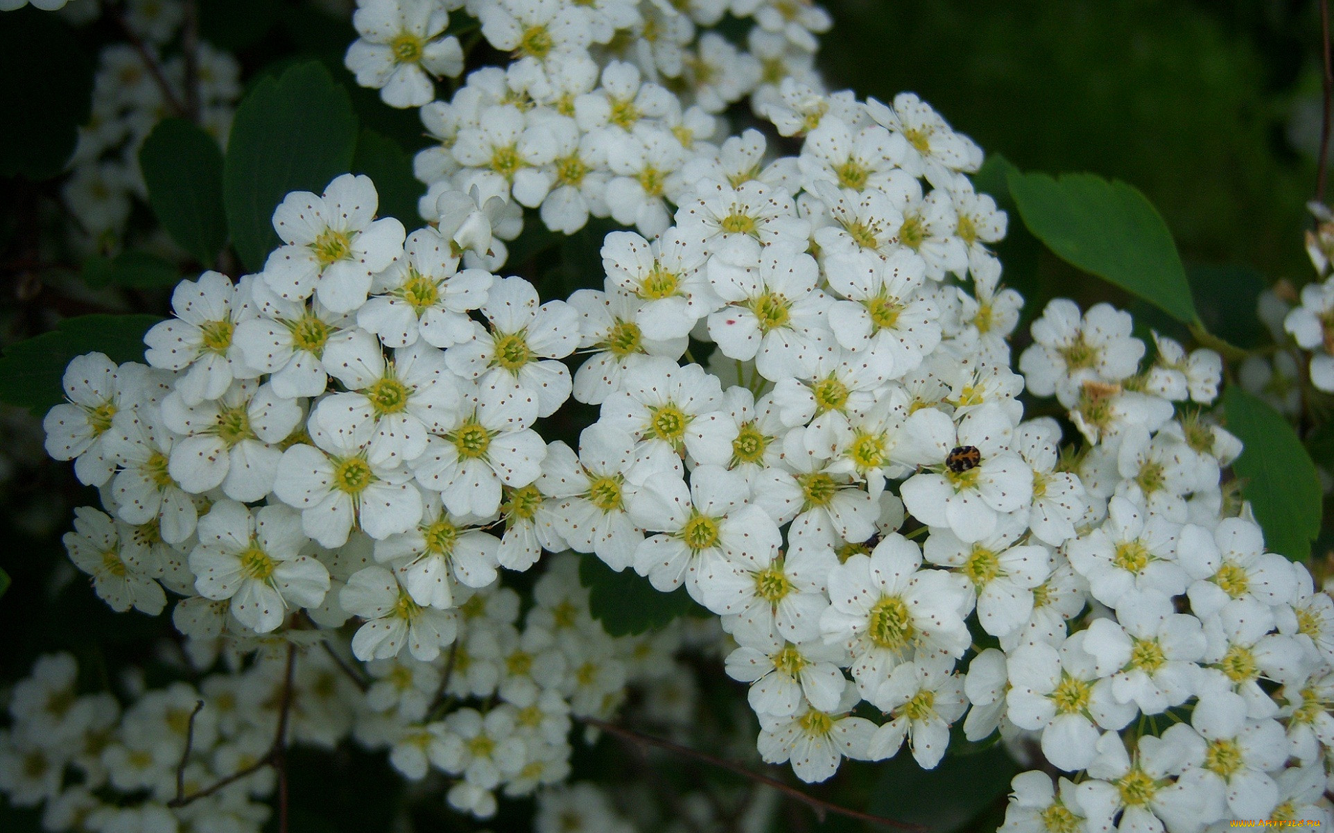 Куст с белыми цветочками название и фото